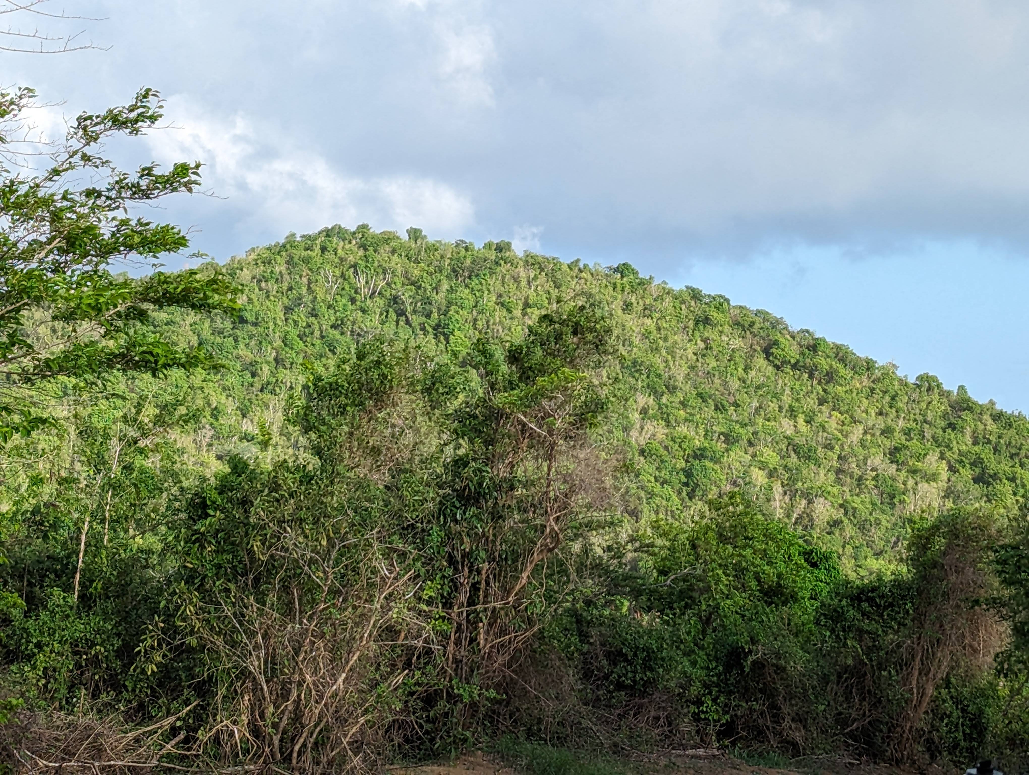 After 2.89 inges of rain | USVI Homestead