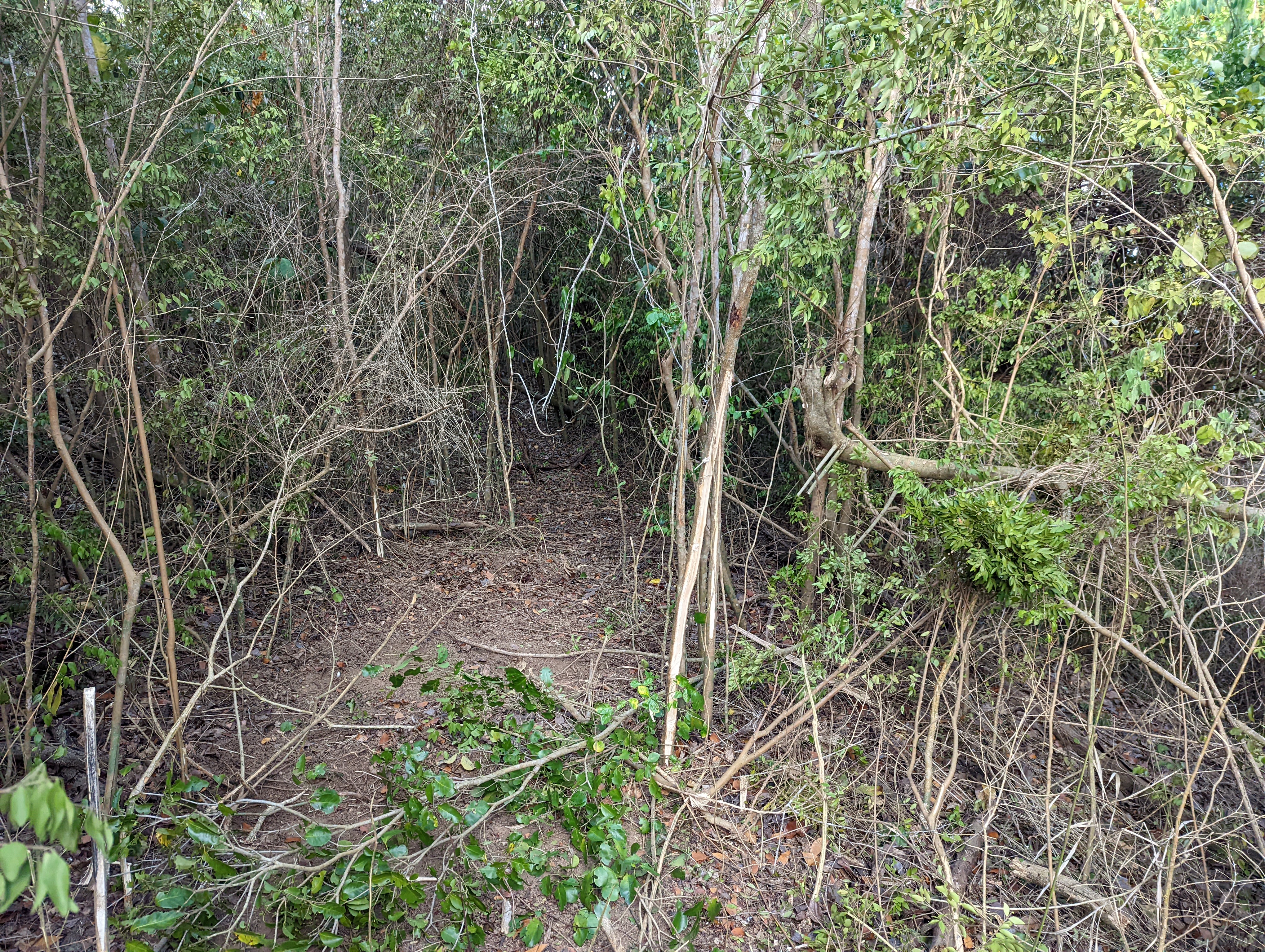 Brush in road | USVI Homestead