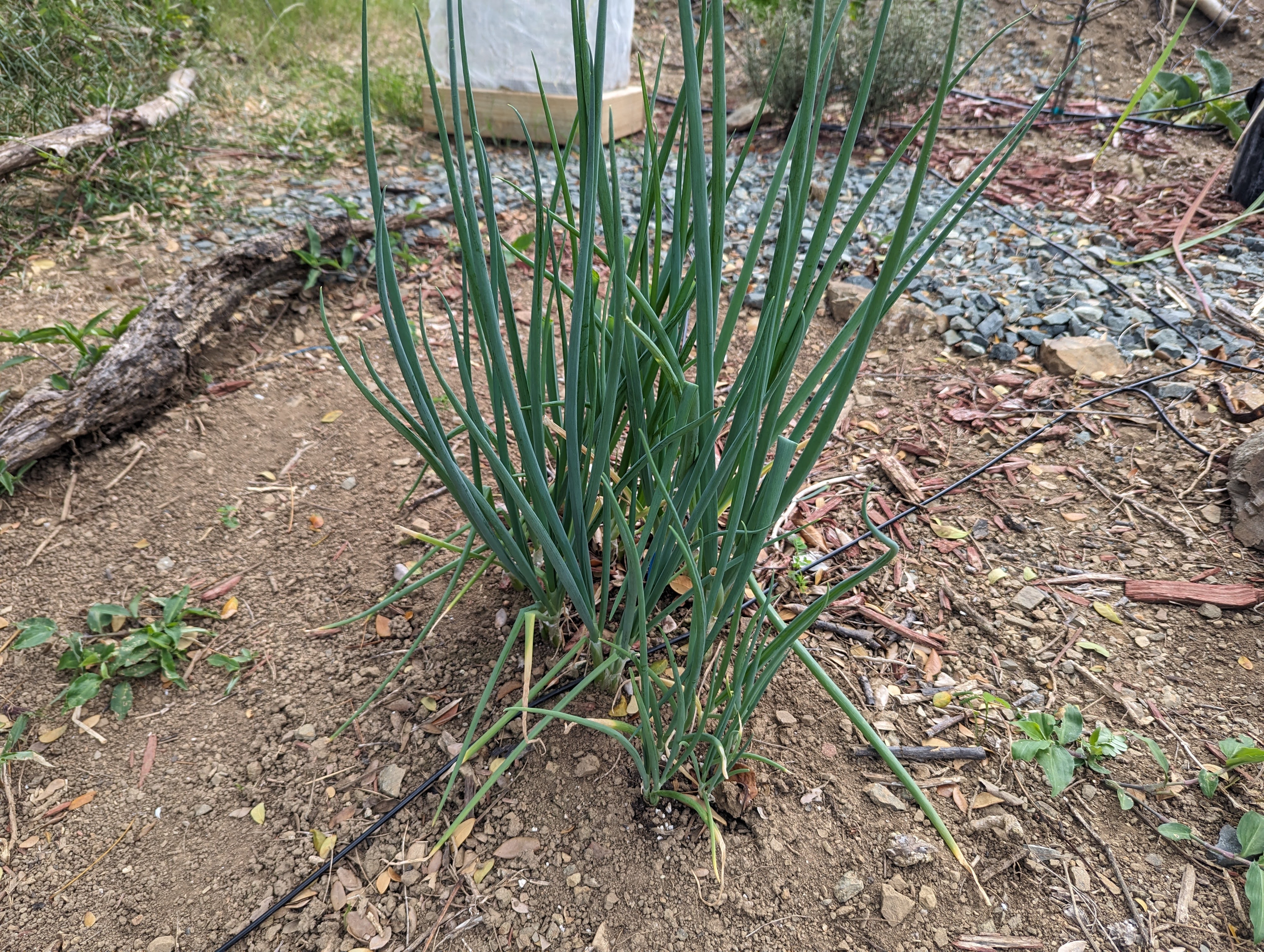 Green Onions