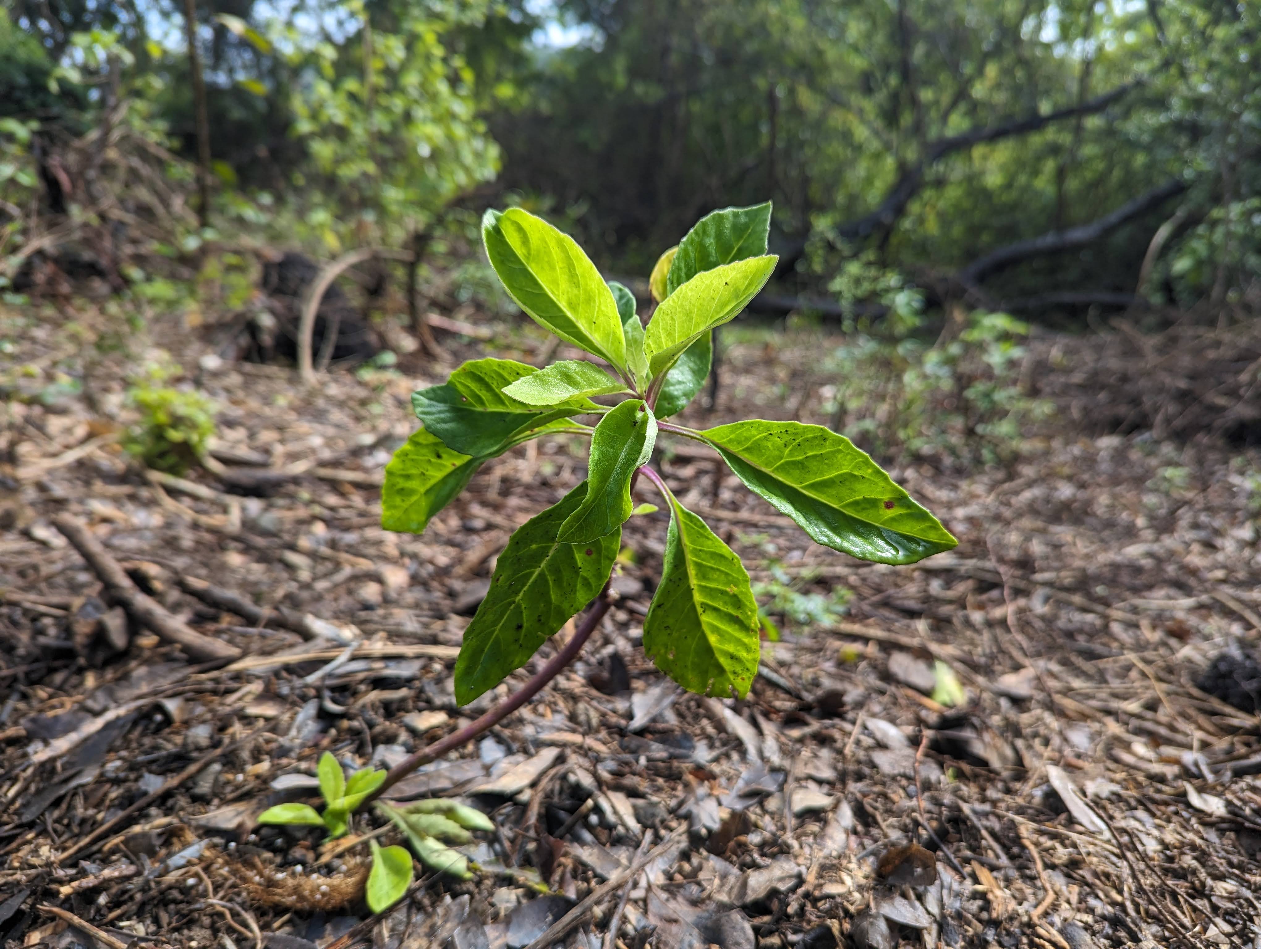 Longevity Spinach