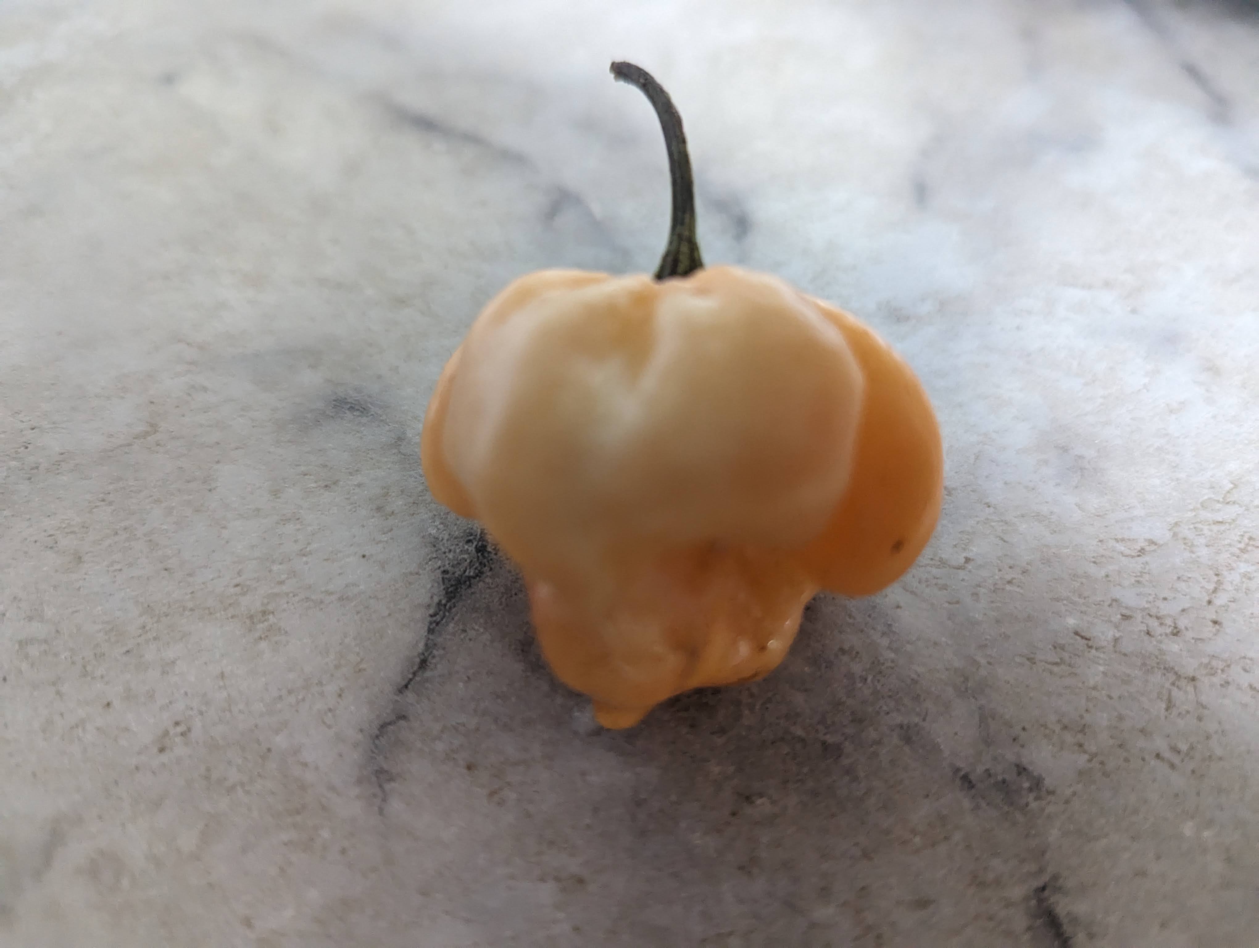 Scotch Bonnet