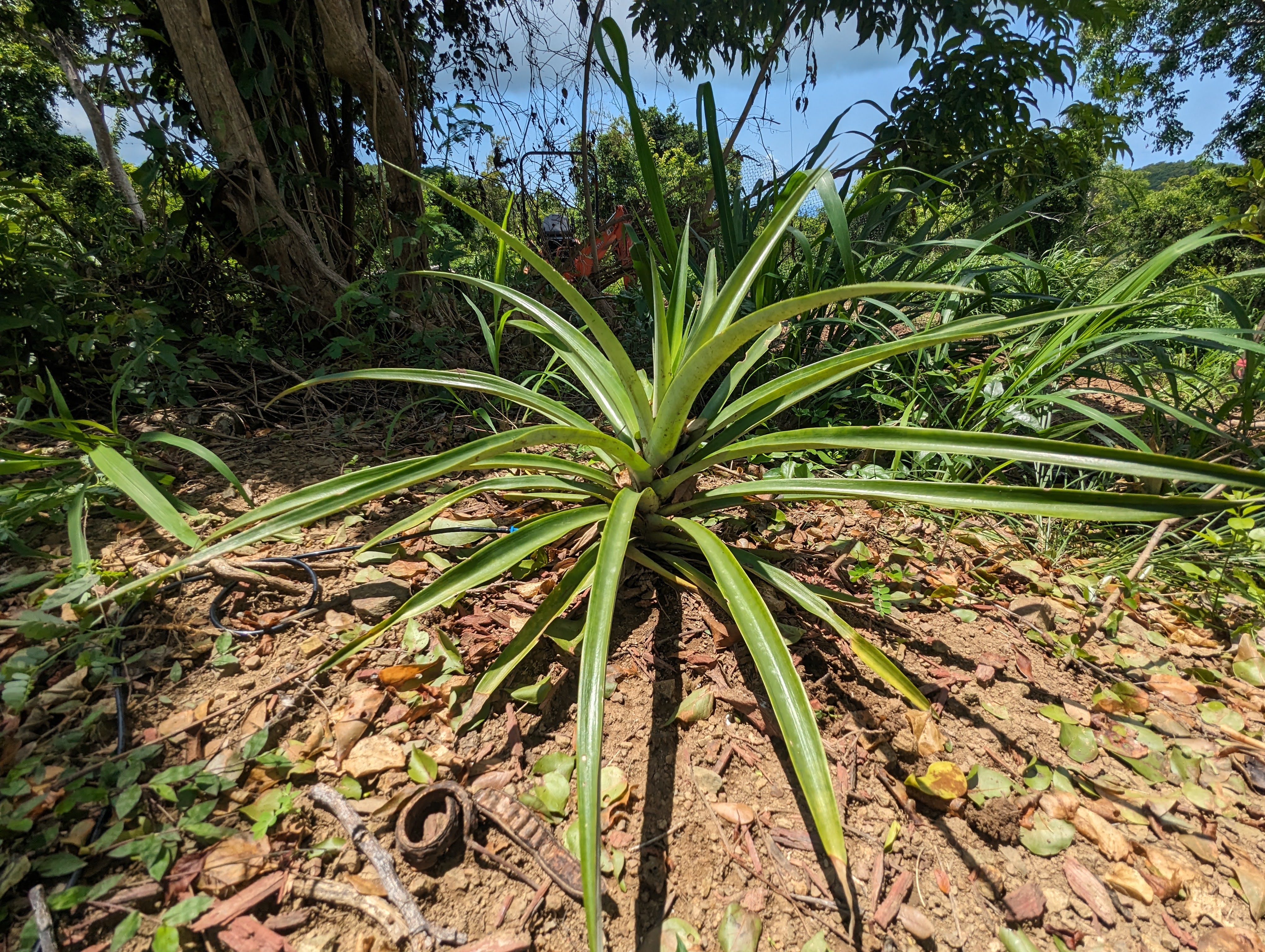 Pineapple Plant