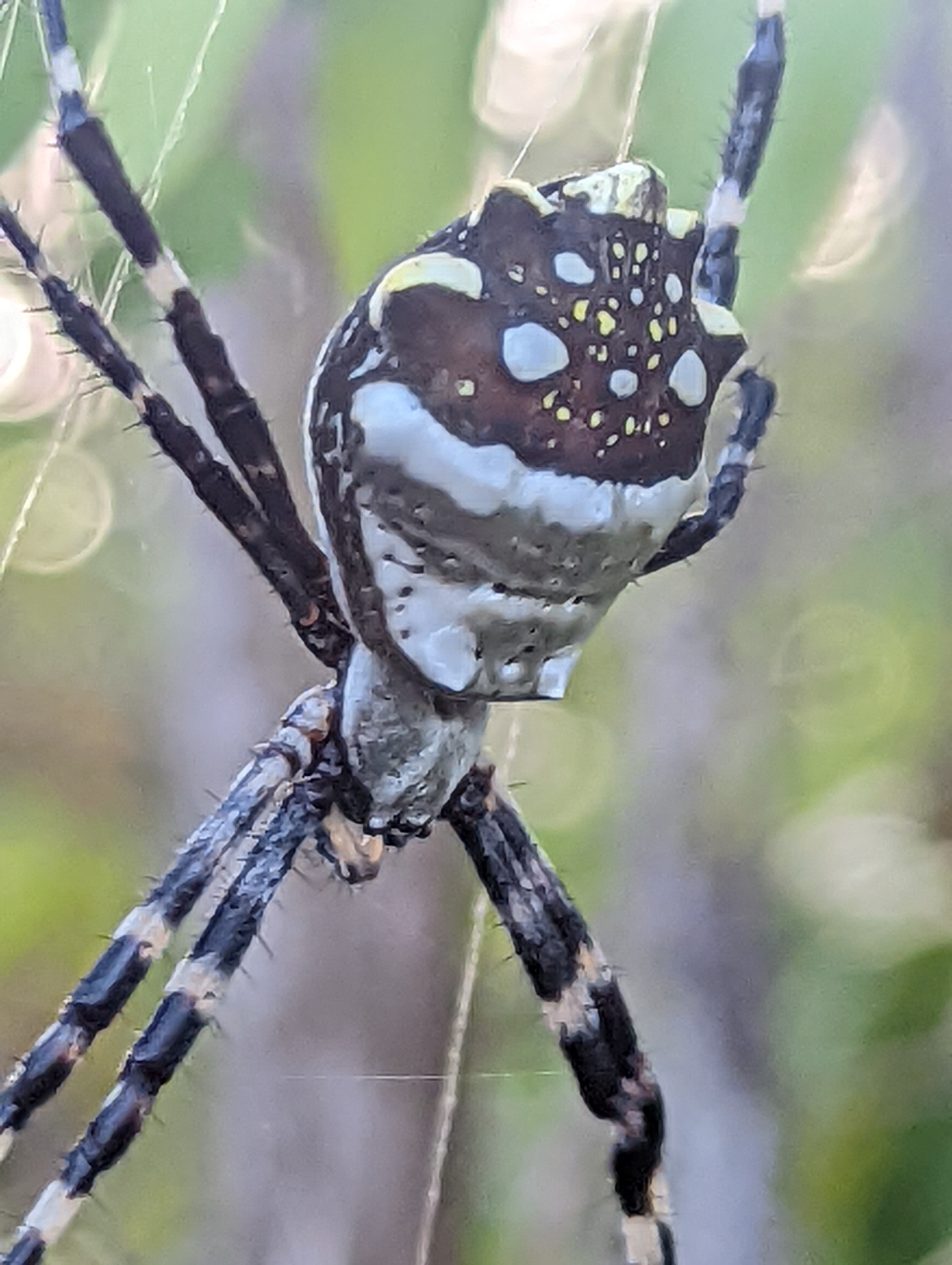 Orb Weaver | USVI Homestead